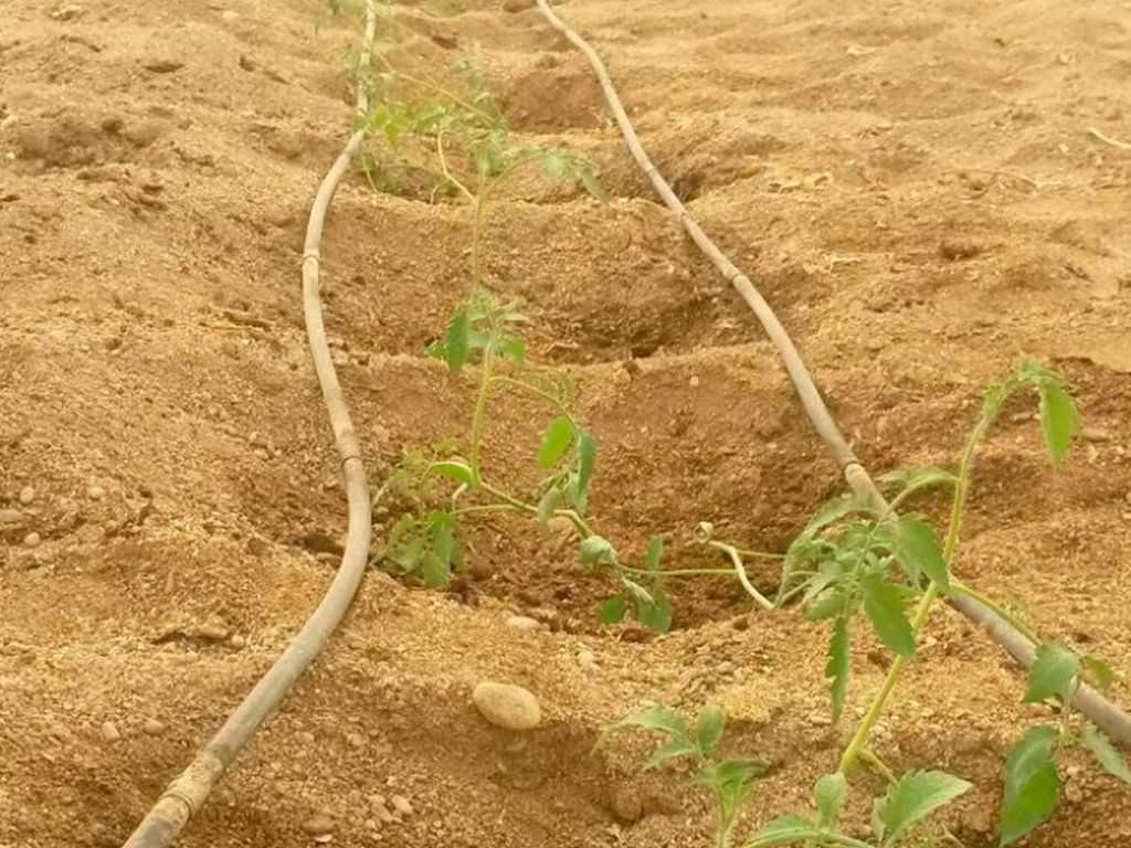 Plantación de tomates con Enraizal