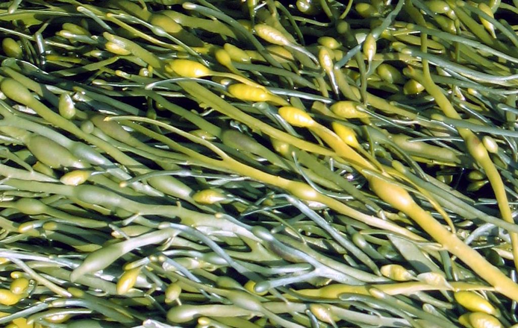 Fertilizante extracto de algas Ascophyllum Nodosum - ARTAL