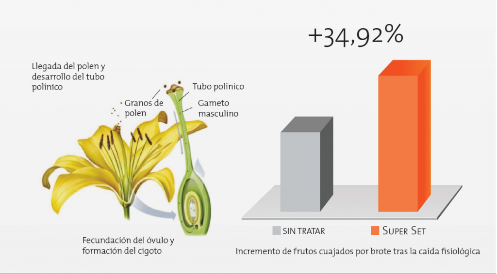 Incremento de frutos cuajados
