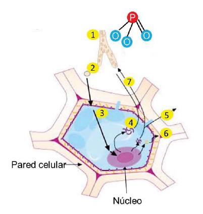 Acción del ión fosfito en hongos y en la célula vegetal - Artal