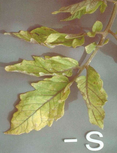Sulphur (S) deficiencies in plants