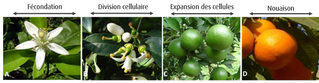 Schéma de fecondation, division cellularie, expansion cellularie et nouaison - Artal Smart Agriculture