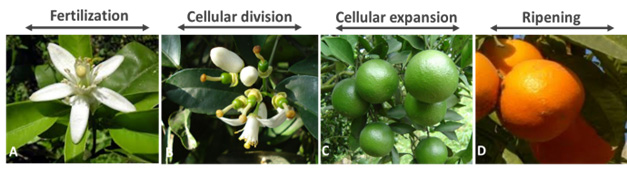 Fertilization, cellular division, cellular expansion and ripening Diagram - Artal Smart Agriculture