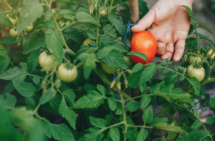 Qué son los bioestimulantes en agricultura