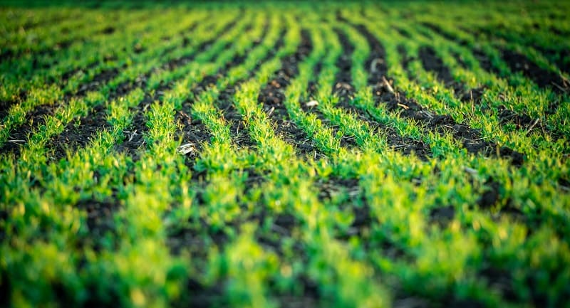 Beneficios de los aminoácidos en la agricultura