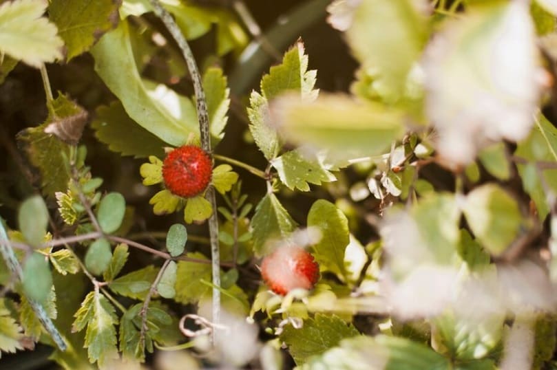 El efecto del potasio en la maduración de frutos