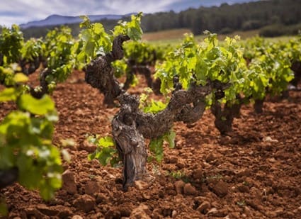 Beneficios de Foliartal 13-13-13 +Micro y Aminotal Super durante la floración