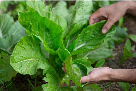 Eficiencia en distintos tipos de cultivos ecológicos con primtal fg