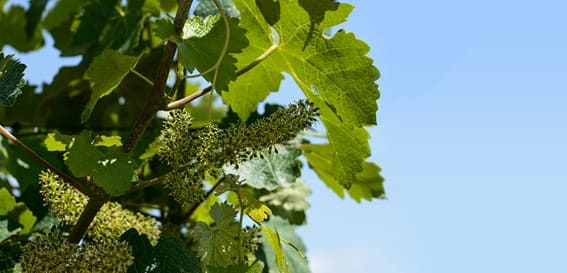 La importancia del equilibrio nutricional en la fase de floración