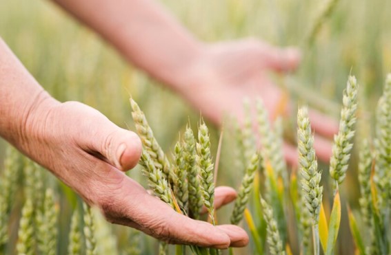 Mecanismos de defensa de las plantas ante el estrés