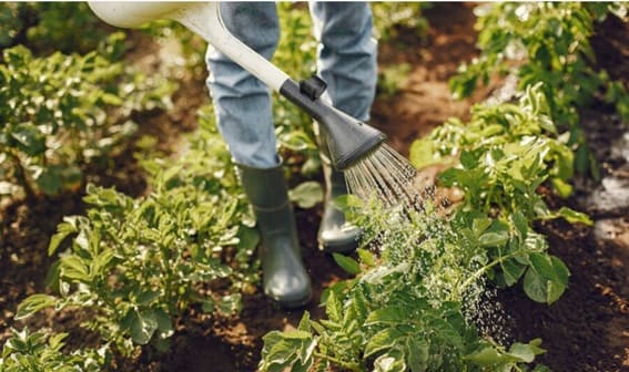 Cómo funciona el sistema inmune de las plantas