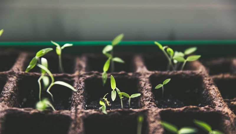 inmunoterapia vegetal
