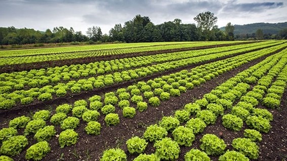 Cómo optimizar los recursos nutricionales en los cultivos hortícolas