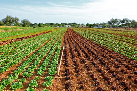 Aplicaciones y beneficios en el manejo agrícola