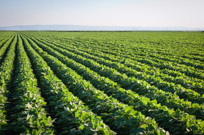 Fertilización de arranque eficiente