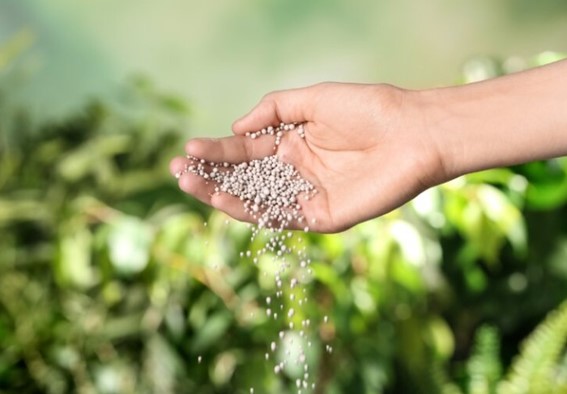 Fósforo fertilización de arranque