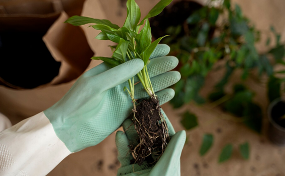 Síntomas de infestación por nemátodos en las plantas