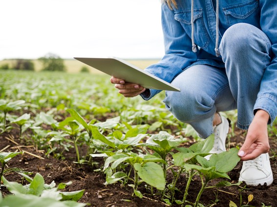 La importancia del calcio y el boro en la nutrición vegetal