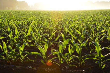 Estrategias de nutrición para altas temperaturas