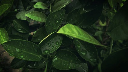 Optimización de la absorción foliar con mojantes