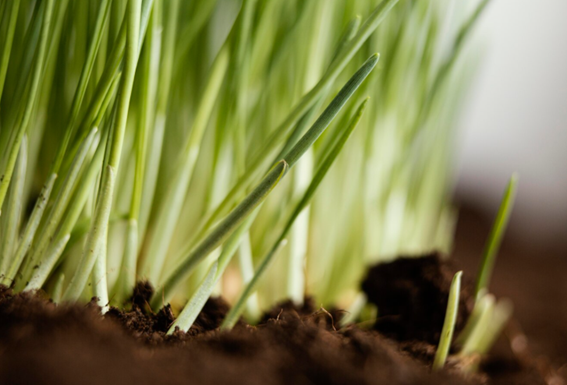 Ventajas agronómicos de un pH bien gestionado