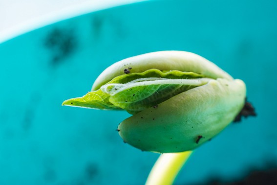 Tecnologías de nutrición foliar