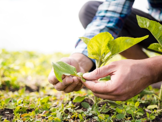 agricultura ecologica sostenible