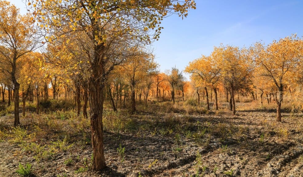 Preparación del suelo durante otoño