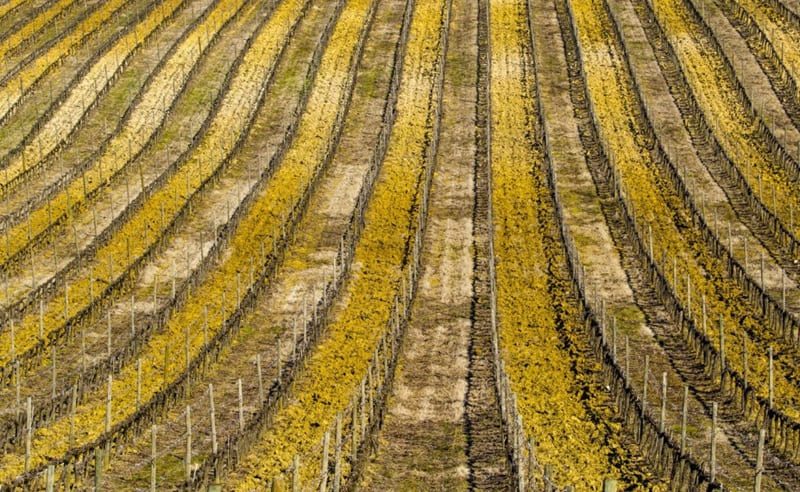 Estrategias para la nutrición en otoño