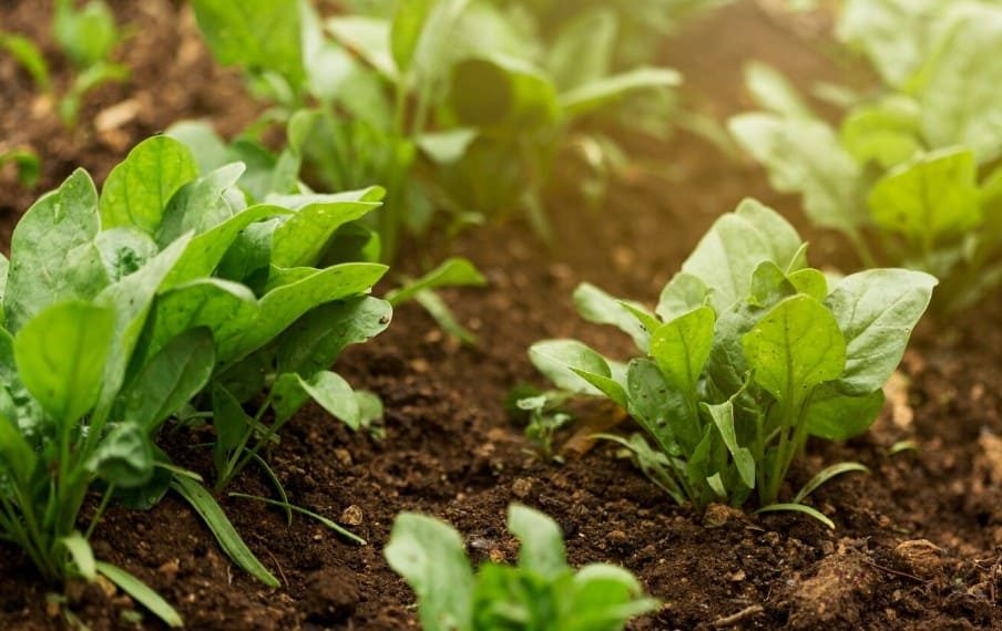 Estrés hídrico en los cultivos