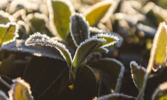 Manejo del suelo en invierno como estrategia frente a la salinidad