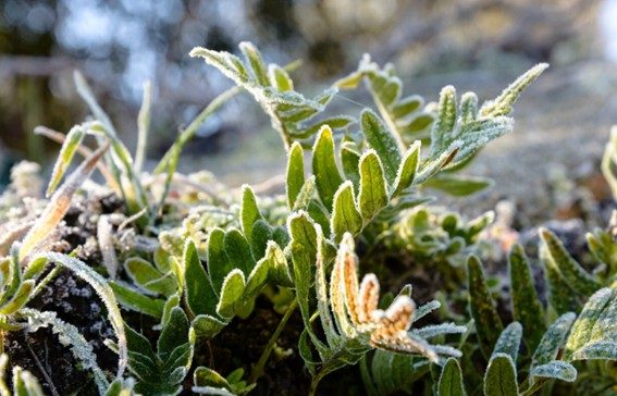 Cómo preparar los cultivos en invierno