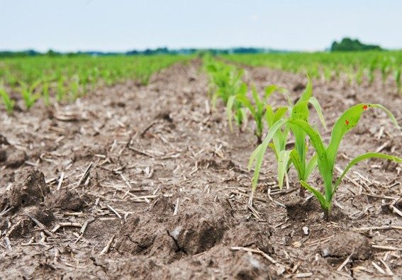 Principios agronómicos para el manejo de suelos salinos